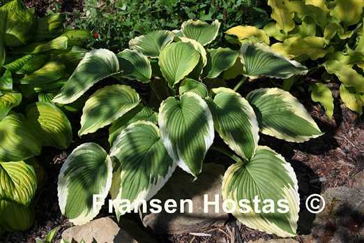 Hosta Bridal Falls - Fransen Hostas